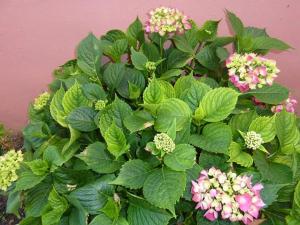 A garden outside Apartmenthotel Sithon