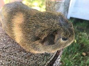 d'un porc assis sur le côté d'un arbre dans l'établissement Bauernhofurlaub bei Familie Bokeloh, à Kirchlinteln