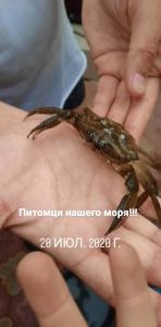 チョロノモスクにあるмини отель "Шевченковский"の小蟹を手に持つ者