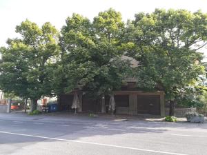 ein großer Baum vor einem Gebäude in der Unterkunft Coretti Rooms in Triest