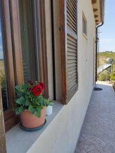 einen Balkon mit zwei Topfpflanzen und einem Fenster in der Unterkunft Agriturismo Enjoy Sunset in Cinigiano