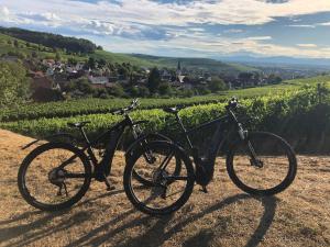 un vélo garé sur une colline à côté d'un vignoble dans l'établissement Ferienwohnung Gasser, à Ebringen