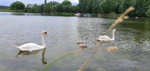 Príroda v okolí apartmánu