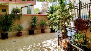 A garden outside Dracena Guesthouse
