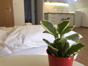 Kuchyň nebo kuchyňský kout v ubytování Aparthotel Elly + 25 fotografií