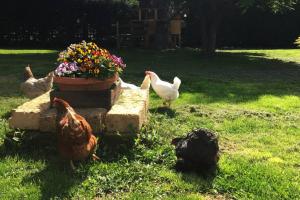 Fotografia z galérie ubytovania Garola Coccodè v destinácii Luserna San Giovanni + 12 fotografií