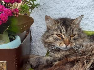 Gæludýr sem dvelur með gesti á Bed & Breakfast Dolomiti Bey Haus Pinter