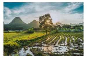 a field with a tree and mountains in the background at An Thái Homestay and Bar in Ninh Binh