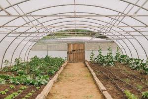 a greenhouse with a door and plants in it at Santa Barbara Eco-Beach Resort in Ribeira Grande