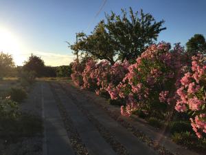 uma fila de flores cor-de-rosa ao lado de uma estrada em Solar da Cotovia em Albufeira