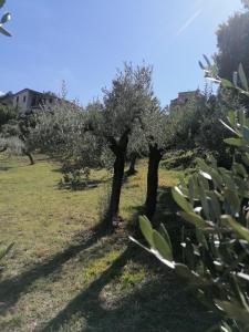 dwa drzewa na polu z zieloną trawą w obiekcie Agriturismo Etico Le Grazie w mieście Bevagna