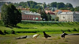 Zvieratá v apartmáne alebo blízkom okolí