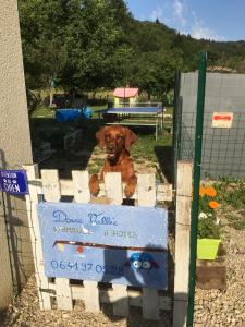 a dog sitting in a gate in a fence at Douce vallee in Vaux-lès-Saint-Claude