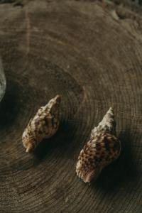 two seashells sitting on top of a wooden table at Santa Barbara Eco-Beach Resort in Ribeira Grande