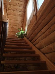 a staircase in a wooden building with a plant at Namelis Atokvėpis in Čiuiniukai