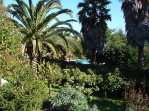 a garden with palm trees and a swimming pool at Quinta Verde Sintra - Casa de Campo in Sintra