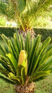 a pineapple growing on top of a palm tree at Agriturismo Isidoro in Fertilia