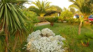 a garden with a bunch of plants and palm trees at Agriturismo Isidoro in Fertilia