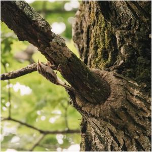 a lizard is sitting on a tree branch at Pensiunea Lostrita in Buhalniţa
