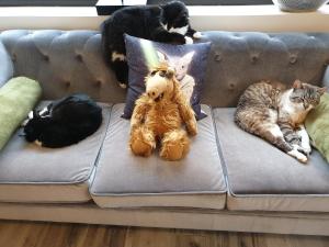 un grupo de gatos tirados en un sofá con un animal de peluche en Hotel Le Centre, en Gramat