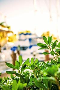 a green bush in front of a street at Villa Venezia in Fort Lauderdale