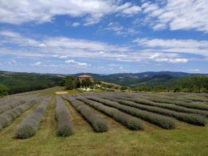 a field of lavender with a house in the background at Locanda Cugnanello in Anqua