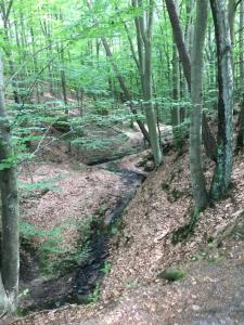szlak w lesie z potokiem w obiekcie Zebra w mieście Stegers