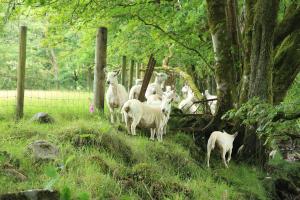 una manada de ovejas de pie en la hierba cerca de una valla en Cladich House Bed & Breakfast en Cladich