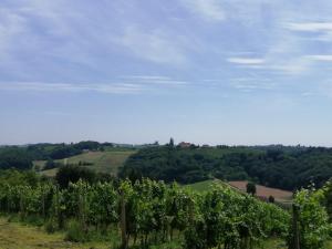 Gallery image of Apartmaji Svetinje in Ivanjkovci +73 photos