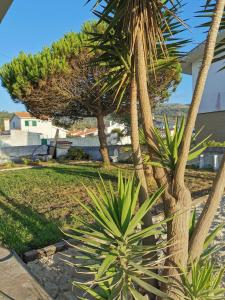 a group of palm trees in a yard at A PRAIA - MY OWN PARADISE Piso Térreo in Praia de Quiaios +8 photos