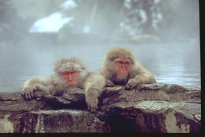 two monkeys sitting on a rock near the water at Guest House Kura in Suzaka