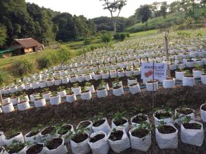 un campo lleno de plantas en sacos blancos en Ing Chan Farm /ไร่อิงจันทร์, en Chiang Rai