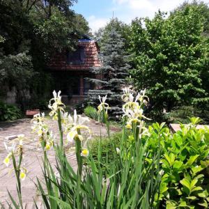 un giardino con fiori bianchi di fronte a una casa di Barátkerti Apartman 818 a Szarvaskő