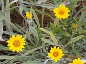 a group of yellow flowers in the grass at Dar Mamina in Sīdī ash Shammākh