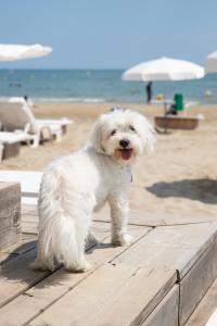 a white dog standing on a table at the beach at Hôtel Plage Palace & Spa in Palavas-les-Flots