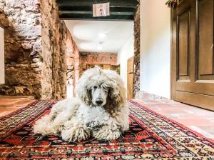 a white dog sitting on a rug in a hallway at Dom pod Twierdzą Srebrna Góra in Srebrna Góra