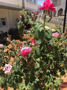 A garden outside Alexandra Hotel