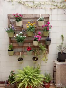 a bunch of potted plants on a wall at Como en casa in Alicante