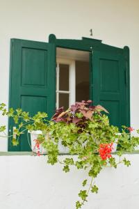a green window with a potted plant in front of it at Vadrózsa Vendégház Rácalmás in Rácalmás