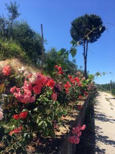 Gallery image of Hotel Nature in Kolonjë