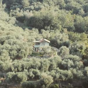 une maison au milieu d'une forêt d'arbres dans l'établissement Terre Di Garlenda, à Garlenda