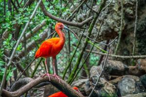 a bird that is sitting on a branch at GHL Corales de Indias in Cartagena de Indias