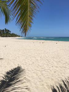 una palmera en una playa de arena con el océano en La Gaviota A3 en Juan Dolio