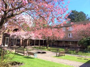 a campus with benches and a tree with pink flowers at Luther King House in Manchester