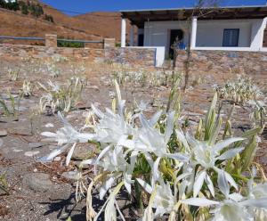 um grupo de flores brancas em frente a uma casa em House by the sea em Kythnos