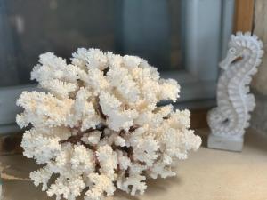 a pile of white coral sitting next to a seahorse at Apartment and room Sveti Jakov in Dubrovnik
