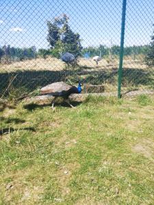 un pavo real caminando en la hierba junto a una valla en Hotel Greys Polonia, en Zasutowo