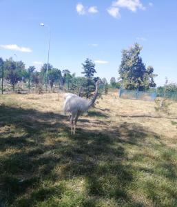 un gran pájaro blanco parado en un campo en Hotel Greys Polonia, en Zasutowo