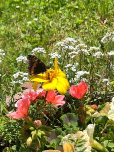 Taman di luar Horská chata Primula - 1000 m nad morom