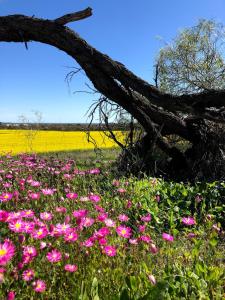 a field filled with pink flowers and a tree at The Coorow Hotel in Coorow